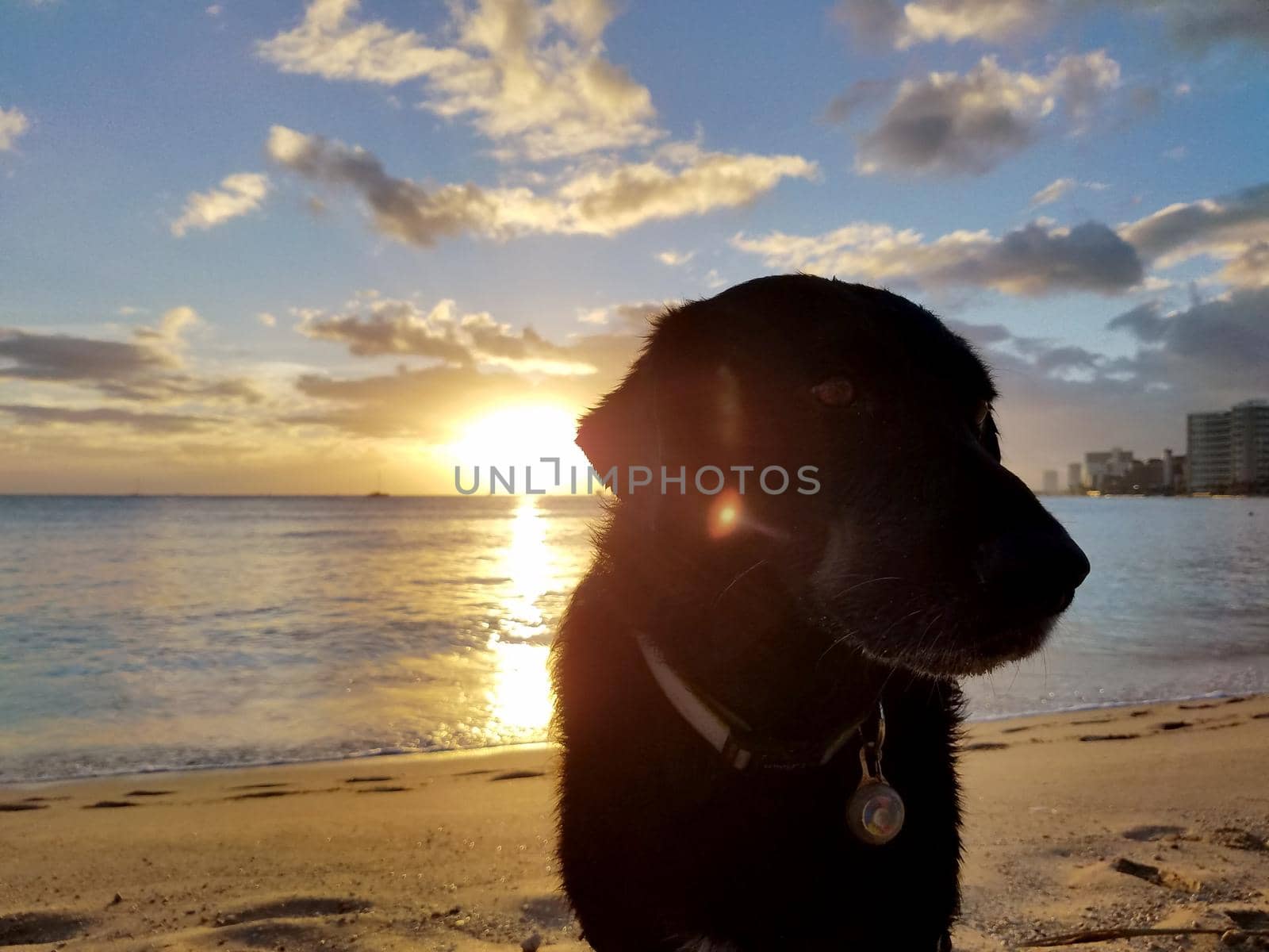 Black retriever Dog with collar at at Kaimana Beach at sunset view of Pacific ocean on Oahu, Hawaii.