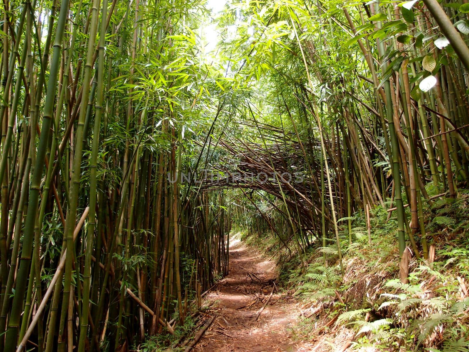 Light shines into Trail path in Bamboo Forest  by EricGBVD