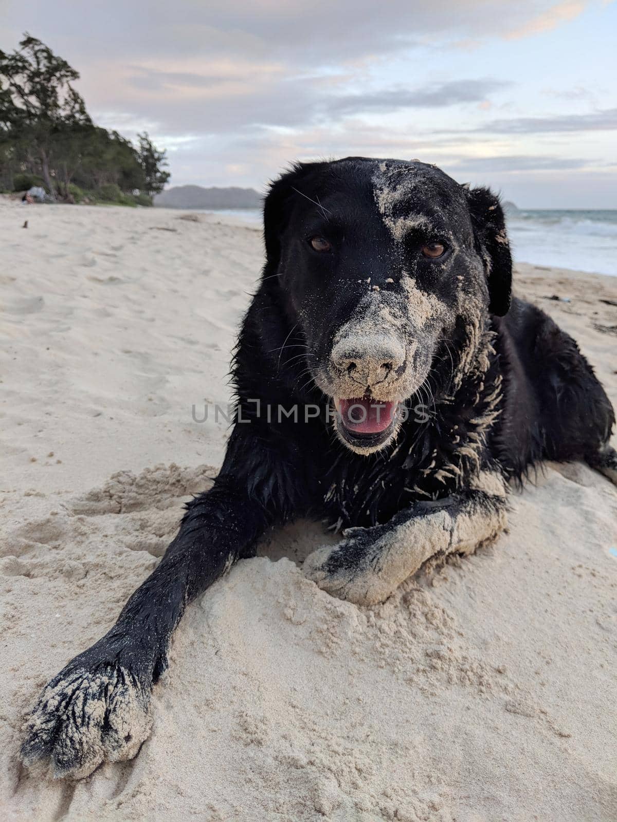 Sandy Black retriever Dog smiles and rests on beach at dawn in Waimanalo of Oahu, Hawaii.