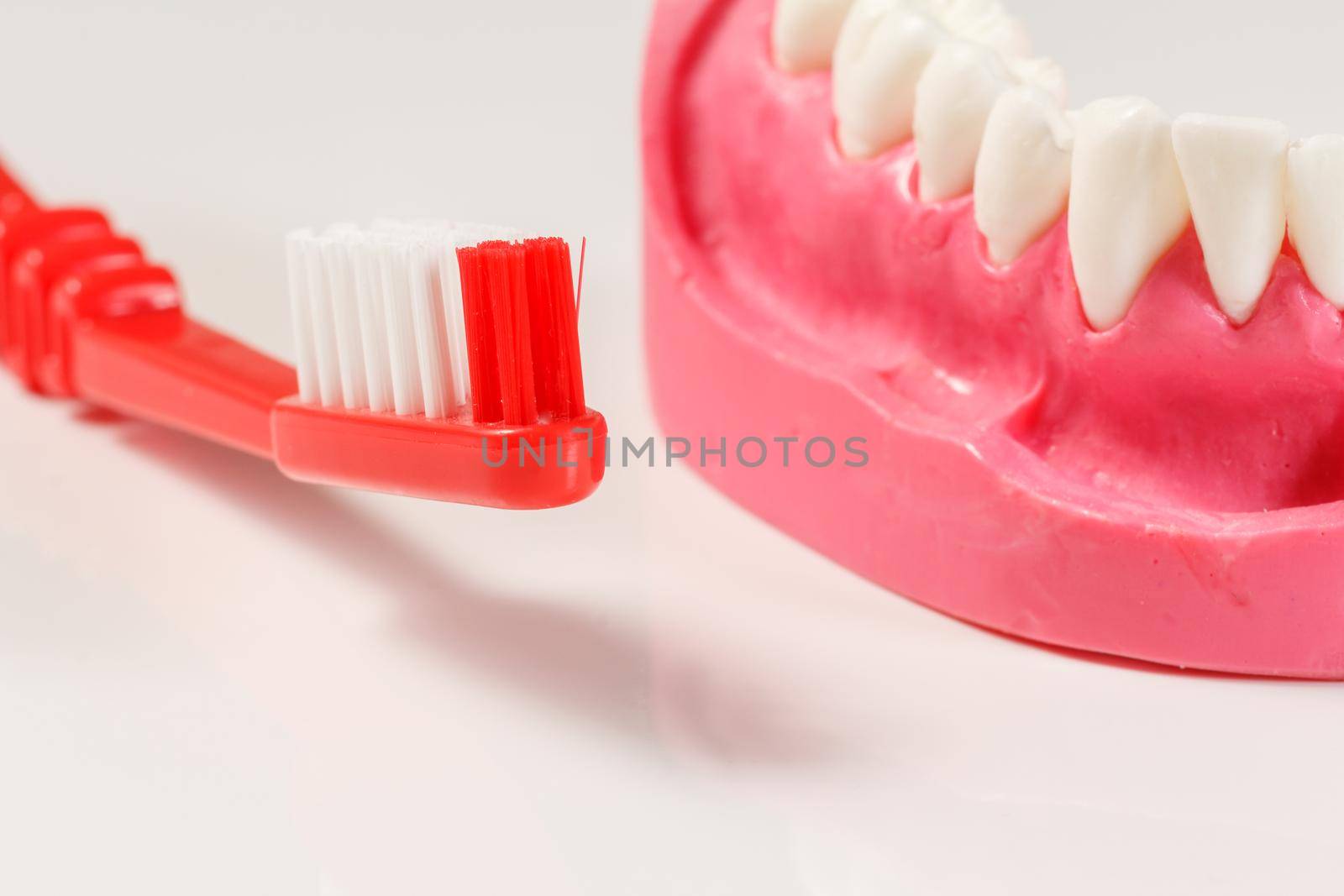 Close-up a toothbrush and a layout of the human jaw on the white background. Shallow depth of field.