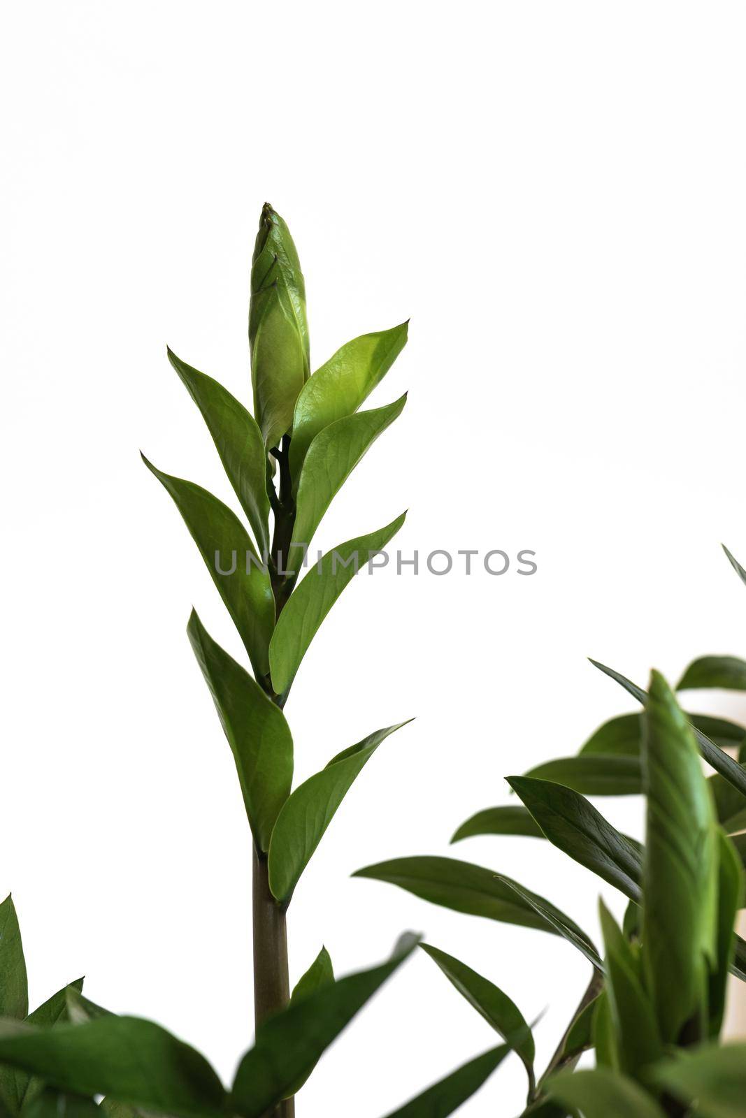 Zamioculcason a white background. Leaves of a modern indoor plant Zamiokulkas close-up. Selective focus by apavlin