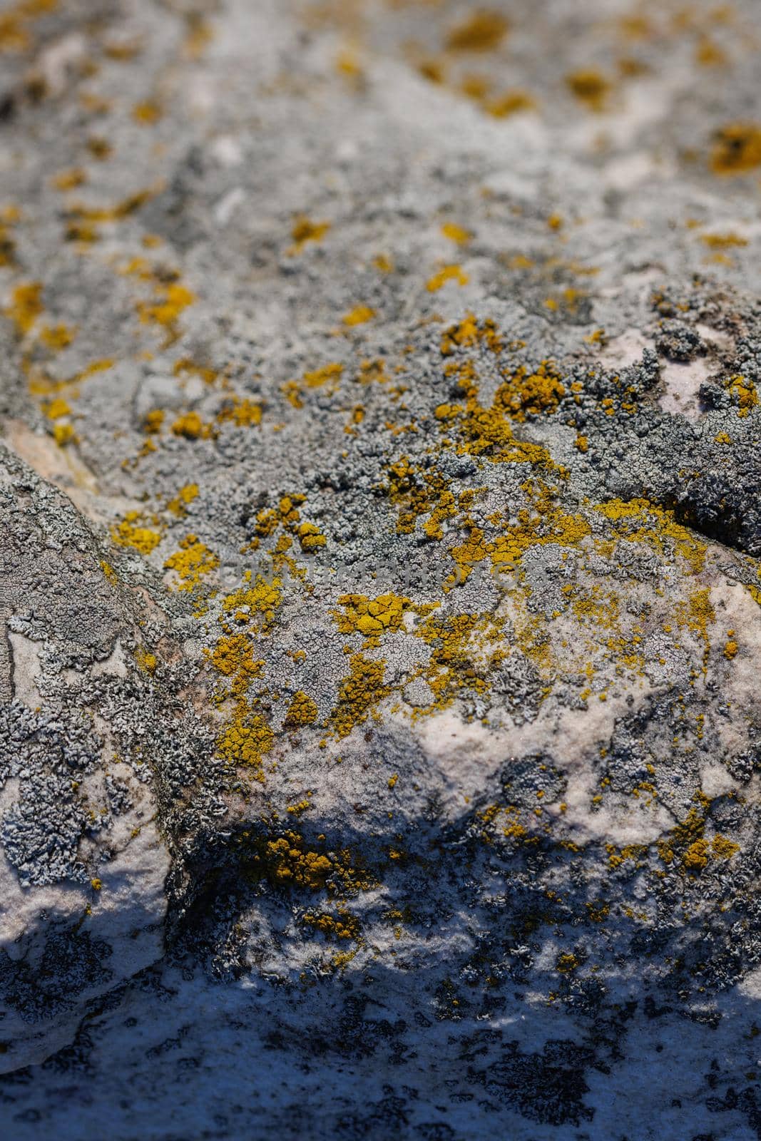 lichen presumably on quartzite sandstone surface under direct sunlight - full-frame texture and background by z1b