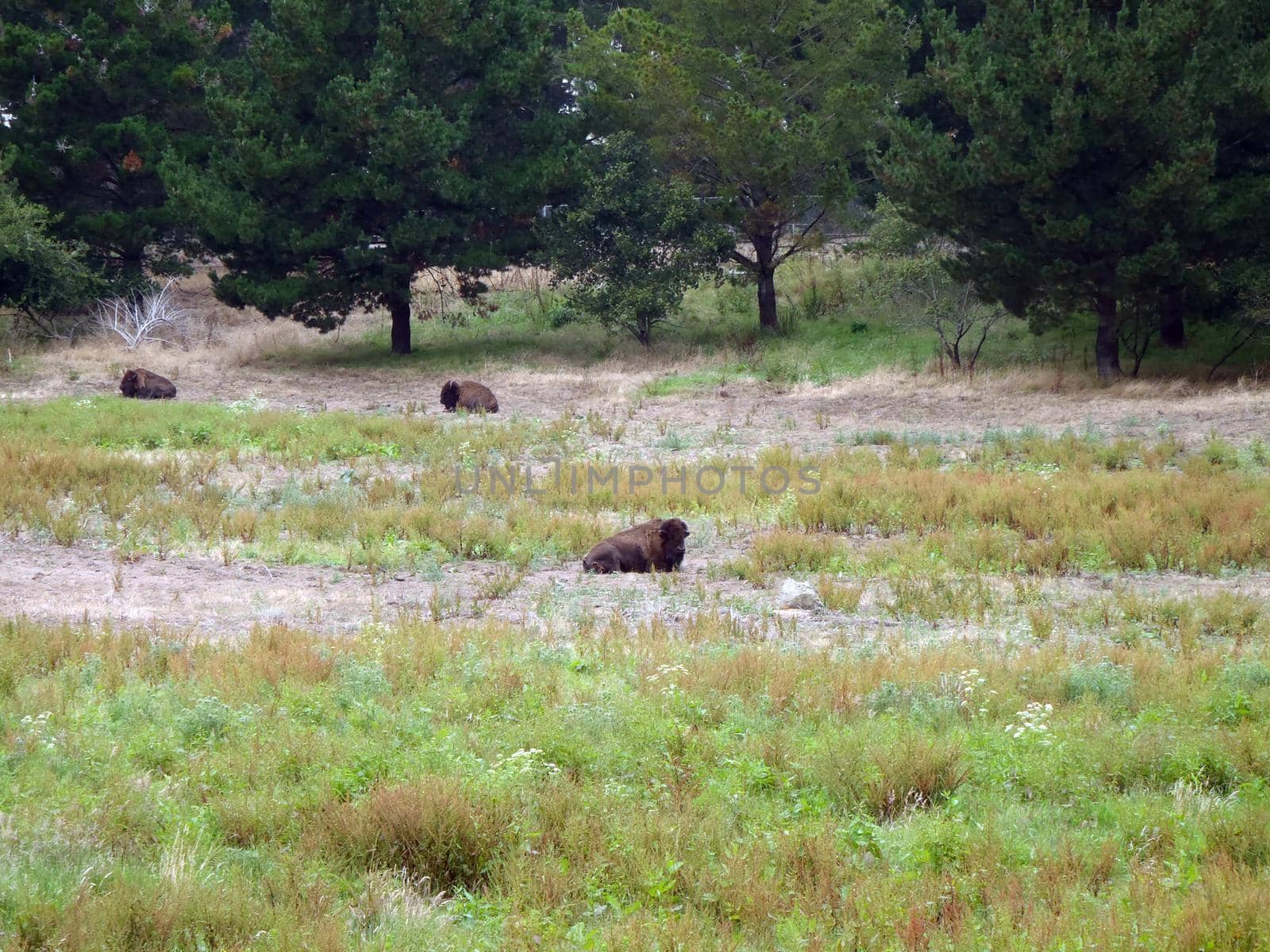 Three buffalo in a grassy field by EricGBVD