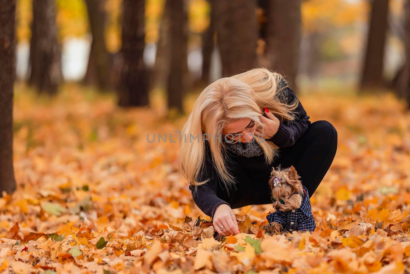 yorkshire terrier with his mistress in the autumn park