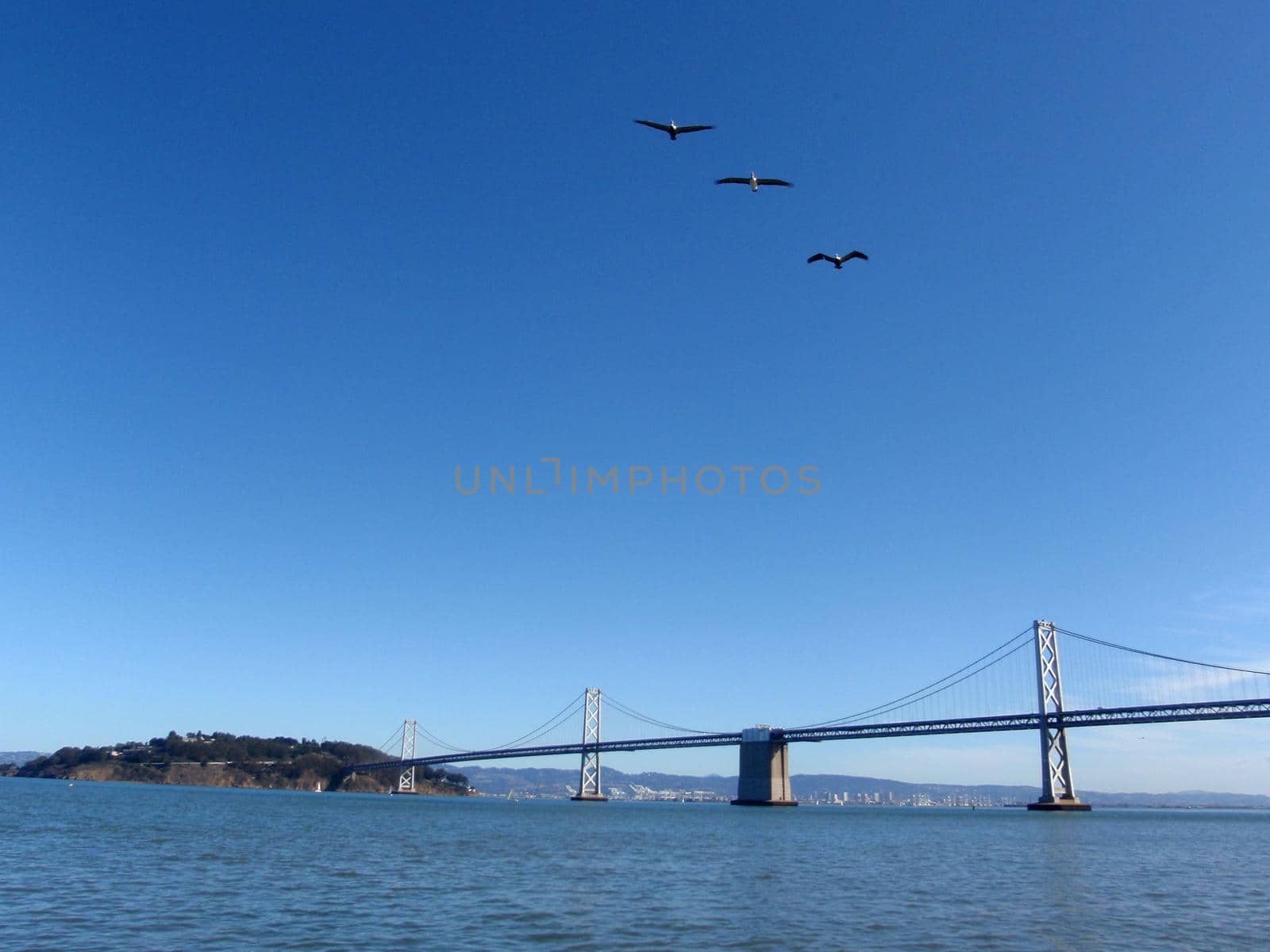 Three Seagulls fly in front of the San Francisco side of Bay Bridge by EricGBVD