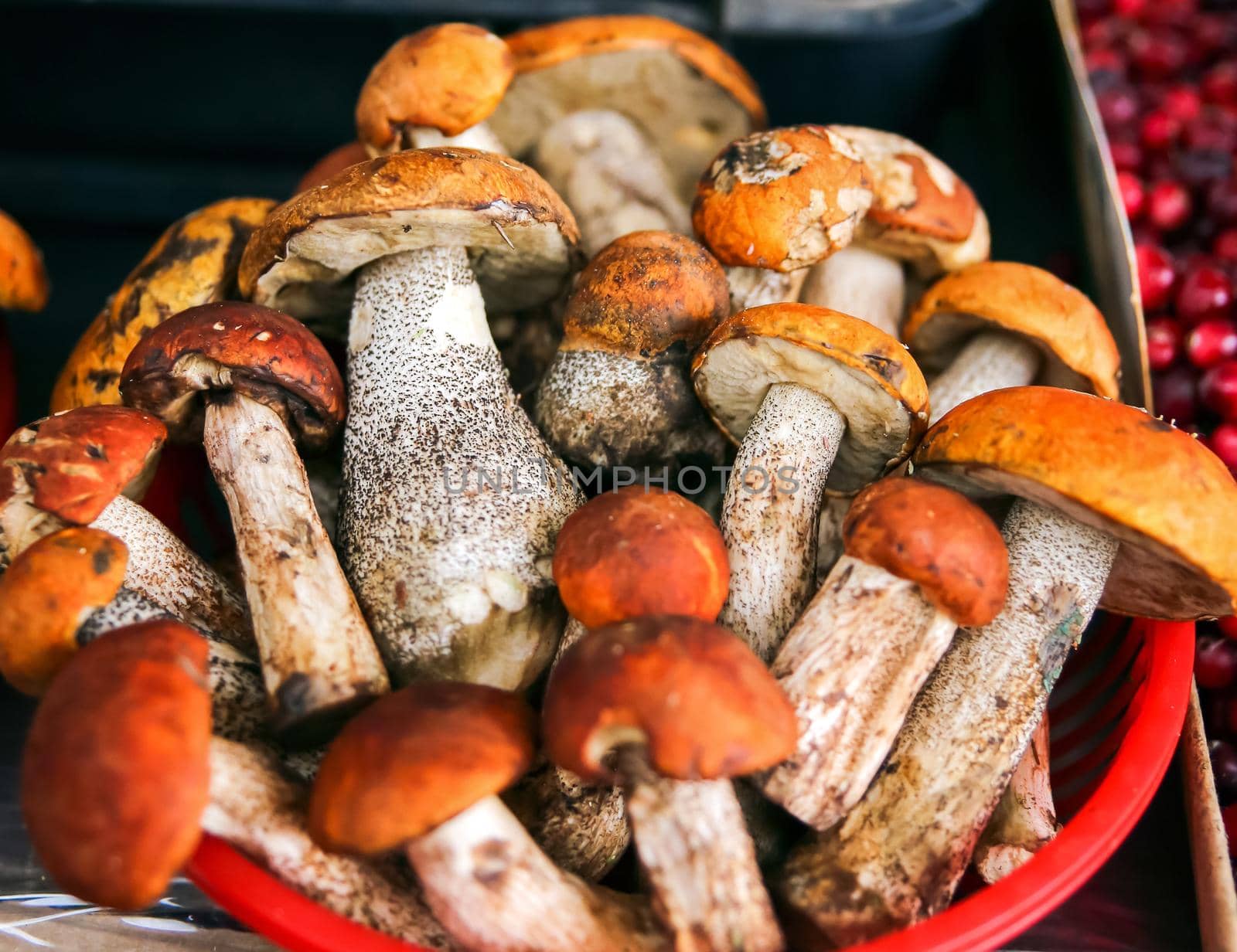 brown mushrooms in a bucket. trade in forest mushrooms.