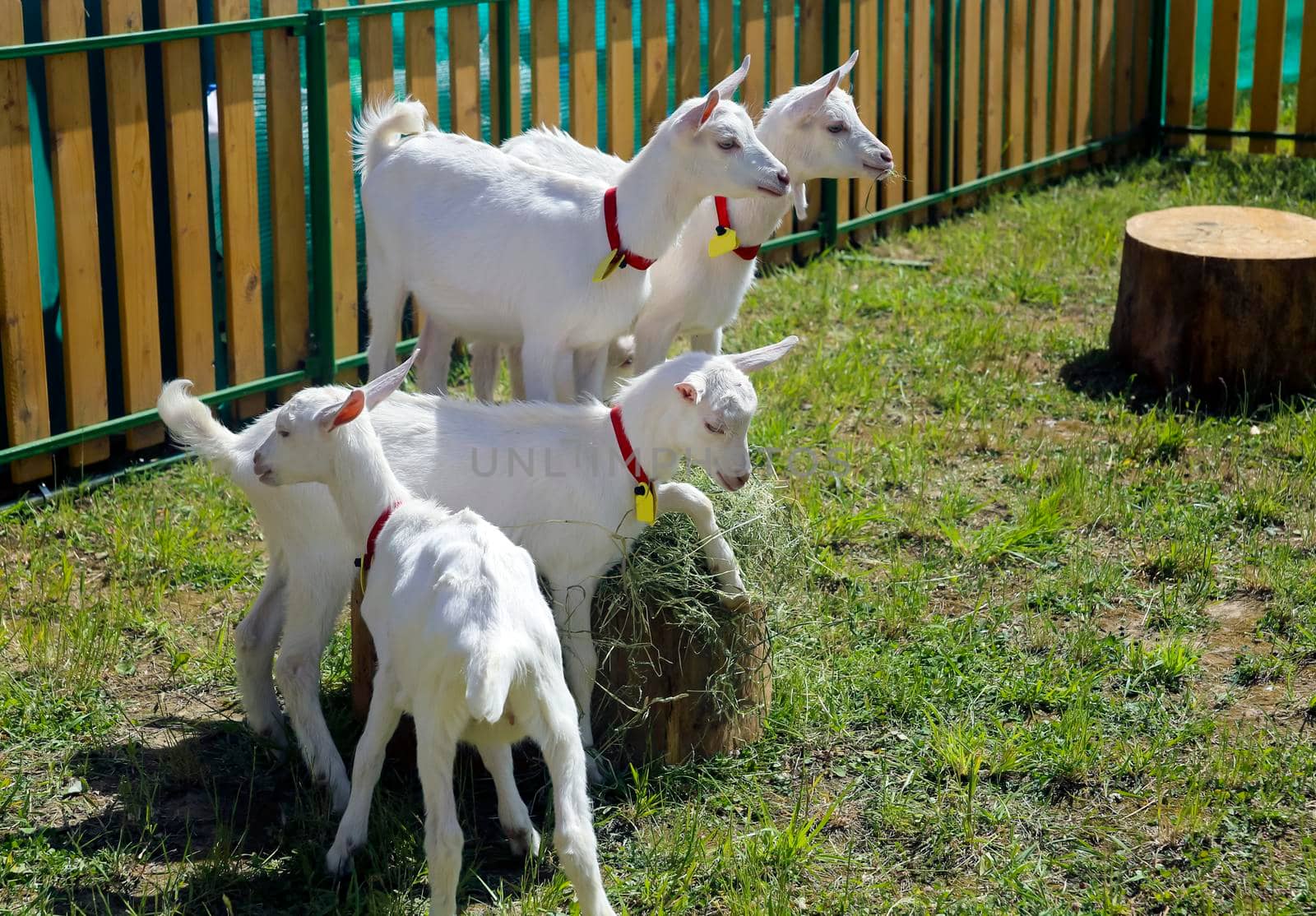 white goats frolic in the paddock on green grass