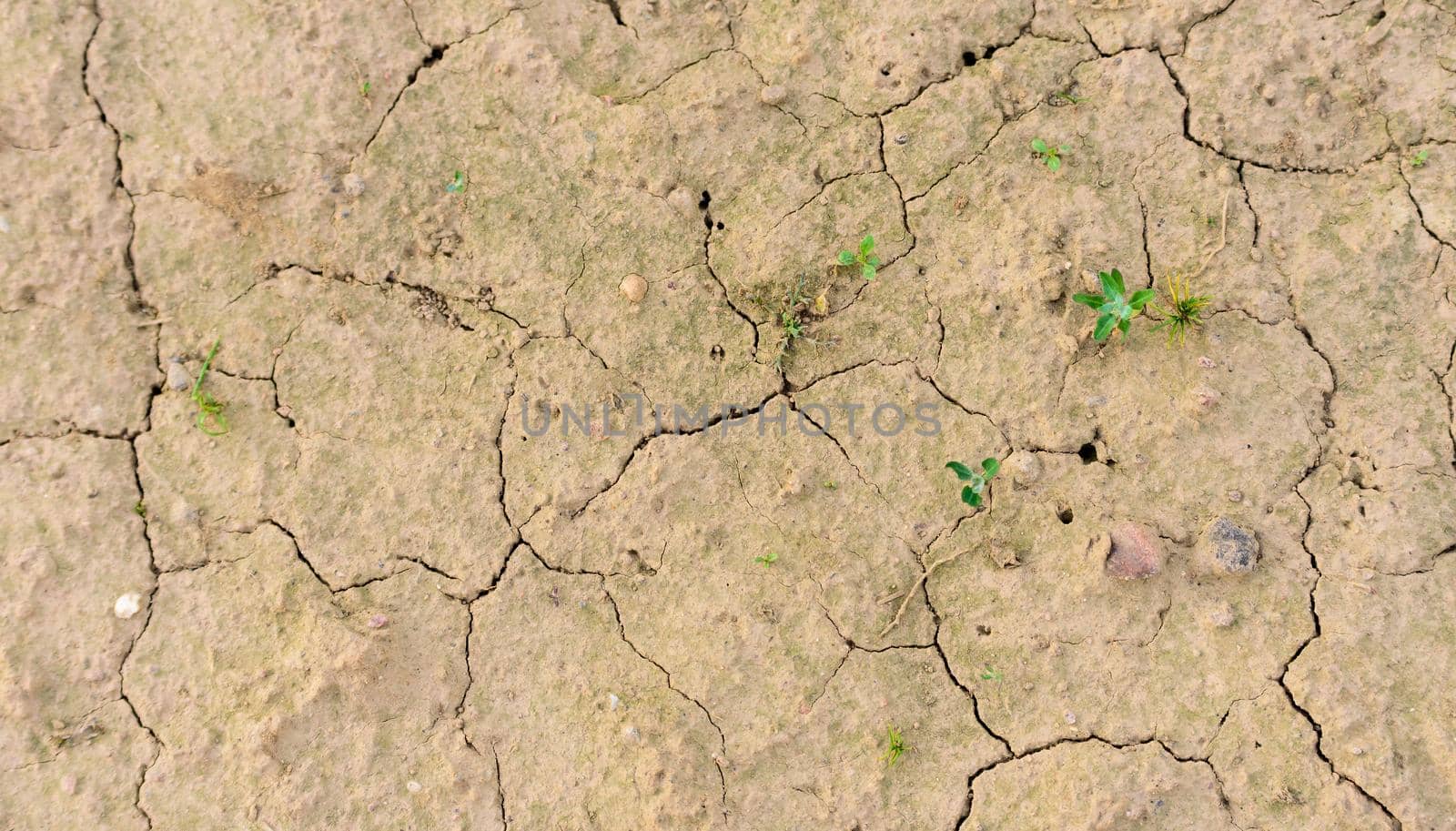 Plant in dry cracked mud, drought in summer.
