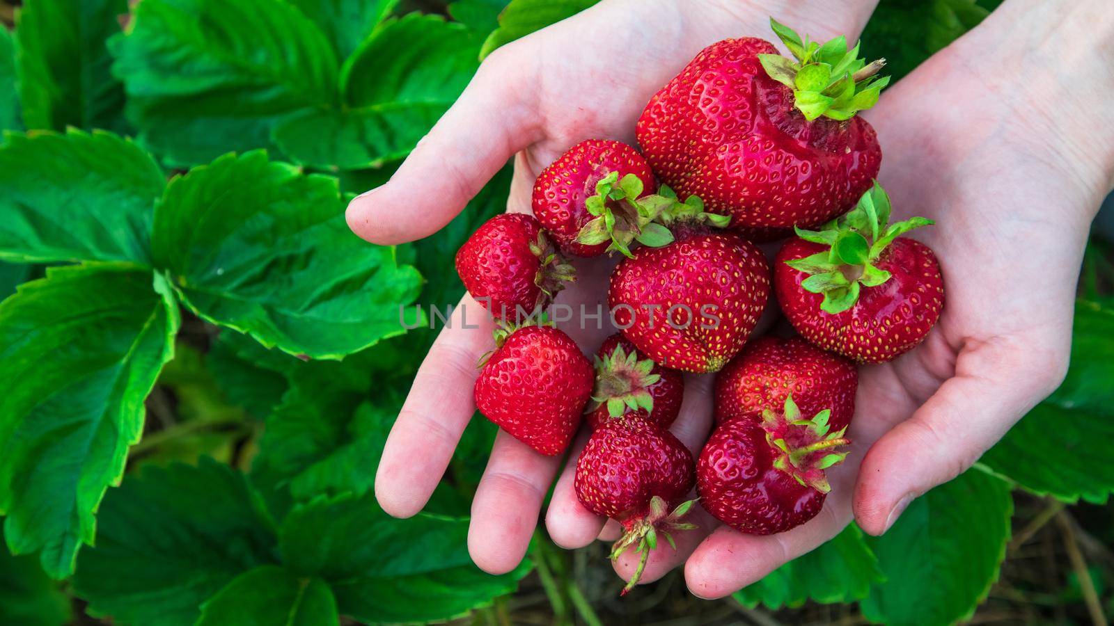 Woman farmer holding fistful of big ripe strawberries by Nobilior