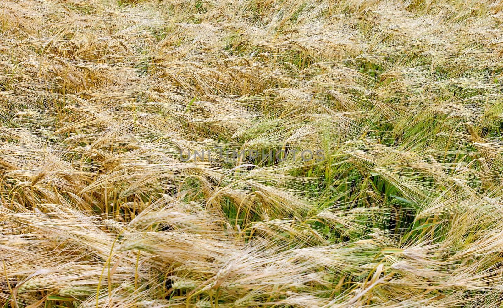 Winter barley harvest in June in the field. Lincolnshire, England, UK