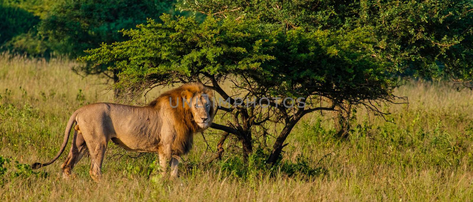 Lion male and female pairing during sunset in South Africa Thanda Game reserve Kwazulu Natal by fokkebok