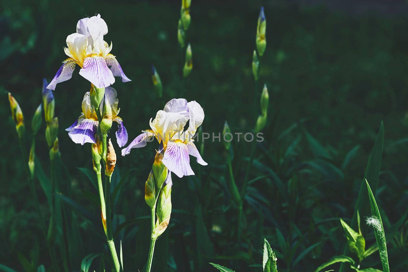 an Old World plant of the iris family, with sword-shaped leaves and spikes of brightly colored flowers, popular in gardens and as a cut flower.Blue white yellow gladiolus on a green shadow.