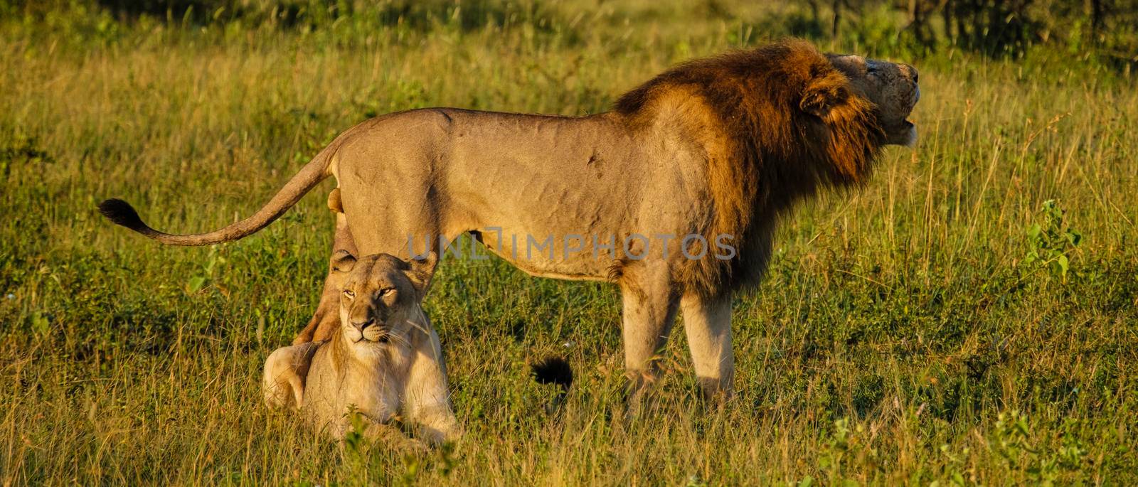 Lion male and female pairing during sunset in South Africa Thanda Game reserve Kwazulu Natal. savannah bush with Lion male and female pairing.