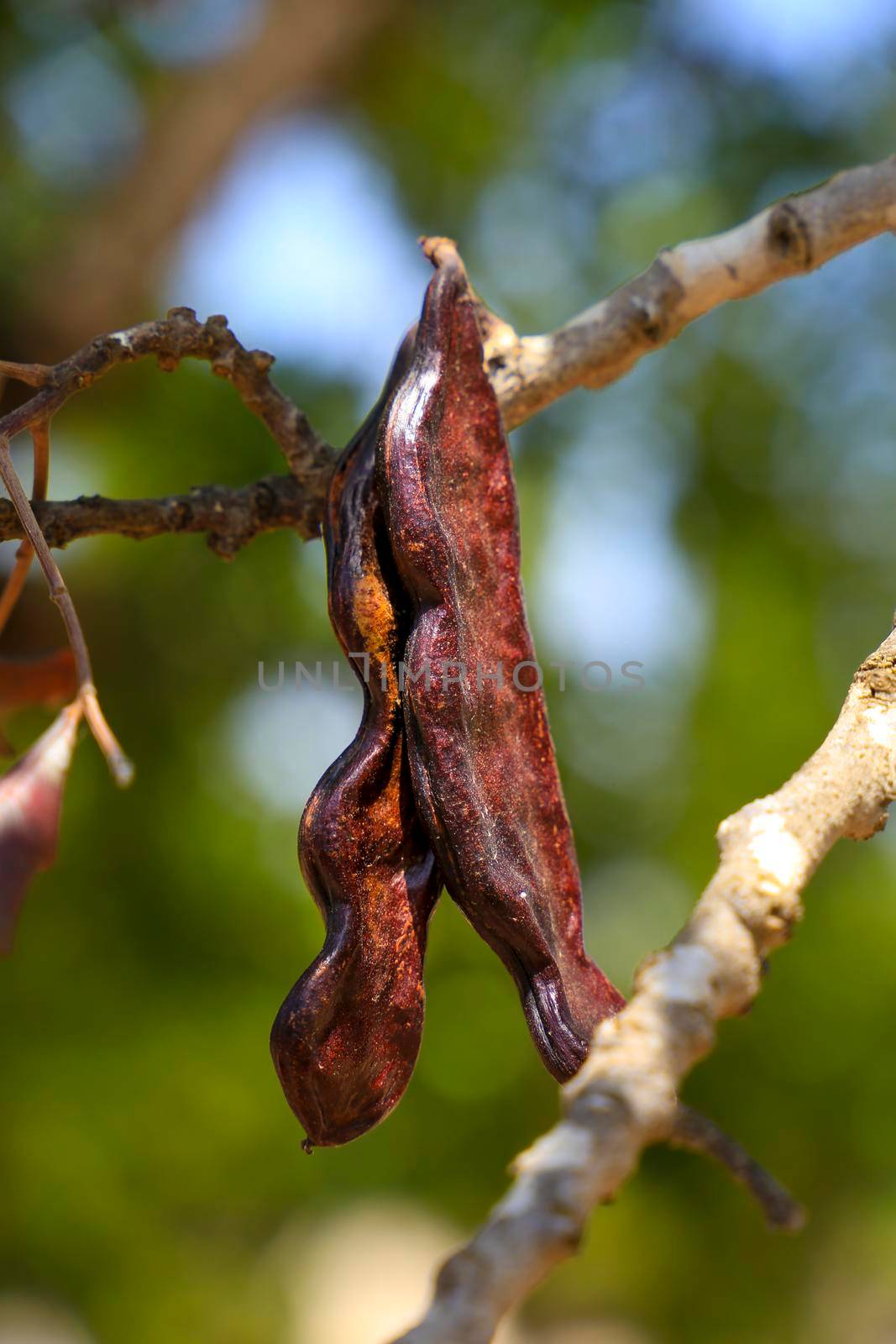 Carob fruit hanging in ceratonia siliqua tree by soniabonet