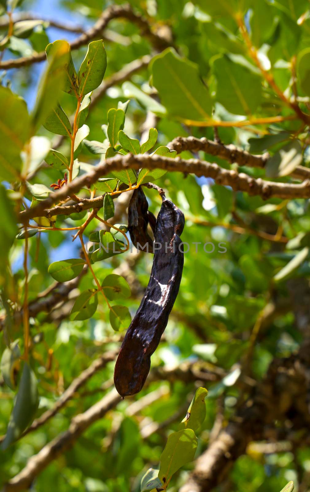 Carob fruits hanging in Ceratonia Siliqua tree in the garden