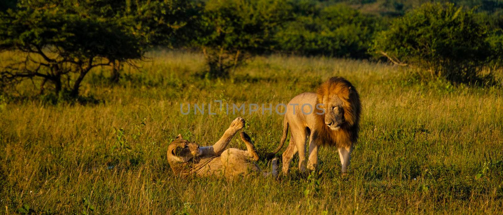 Lion male and female pairing during sunset in South Africa Thanda Game reserve Kwazulu Natal. savannah bush with Lion male and female pairing.