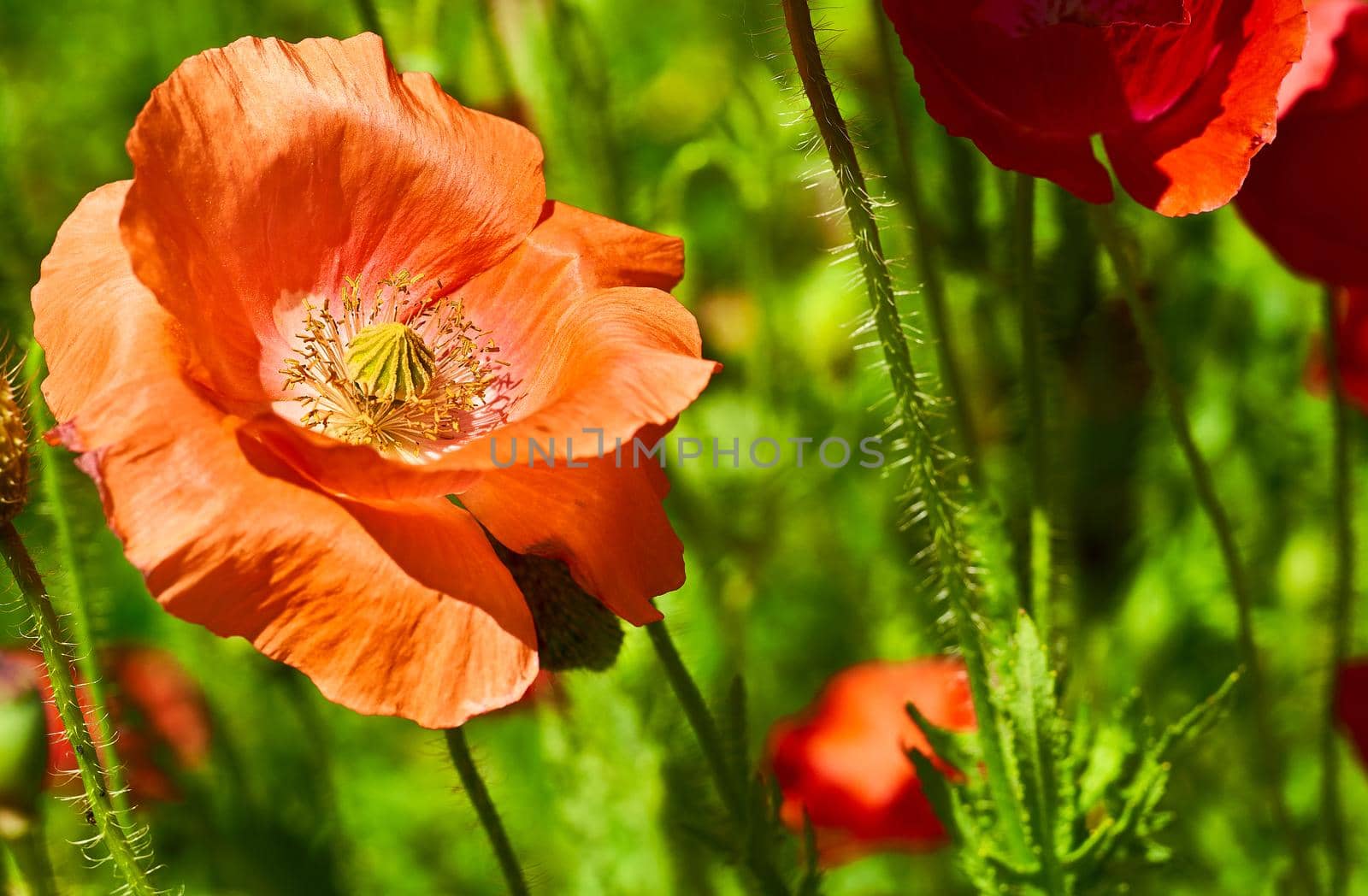 Red scarlet poppies and greeeb grass close-up in sunny day by jovani68