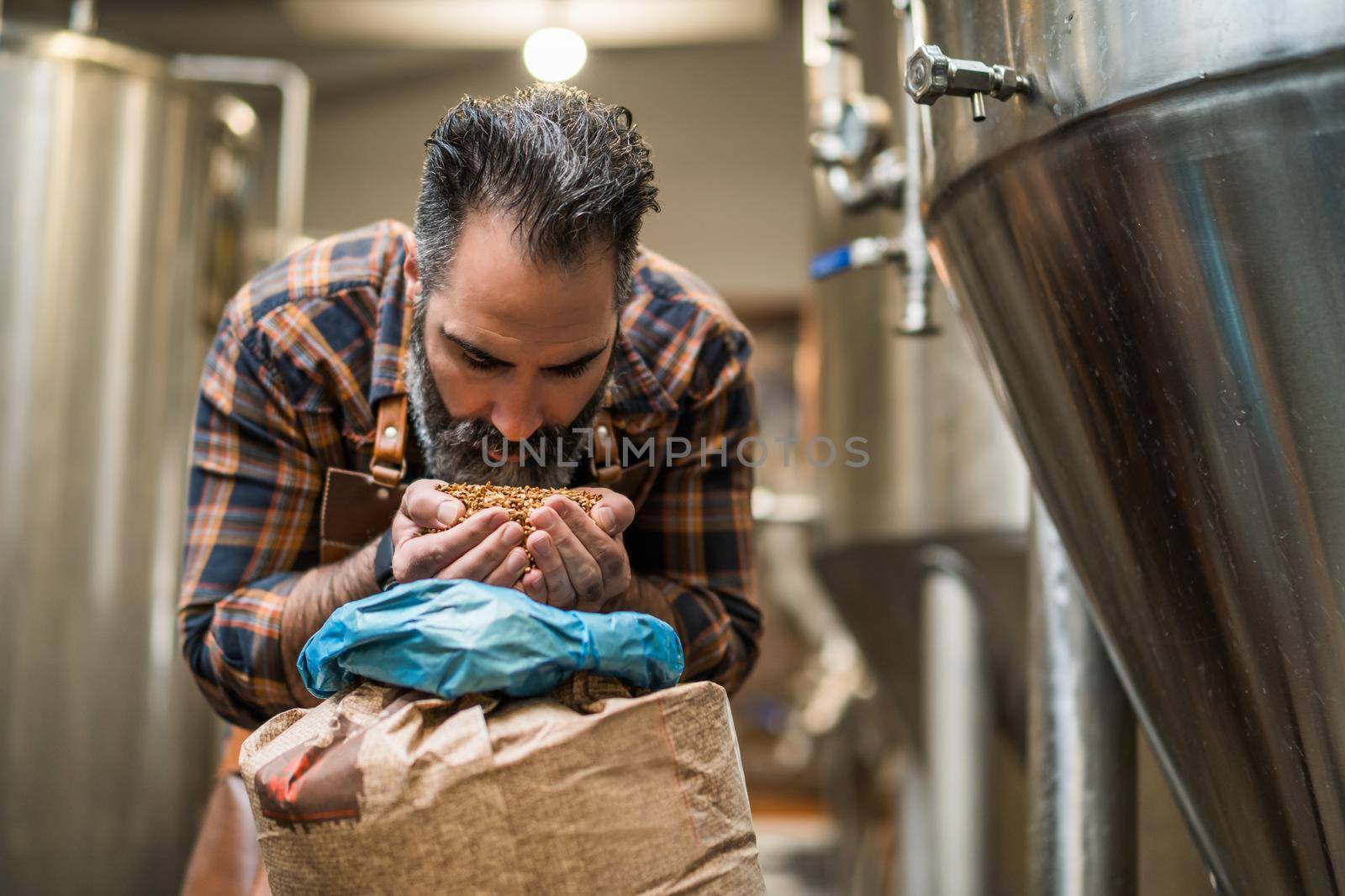 Master brewer examining the barley seeds before they enter production. Brewery technician with bag of barley in front.