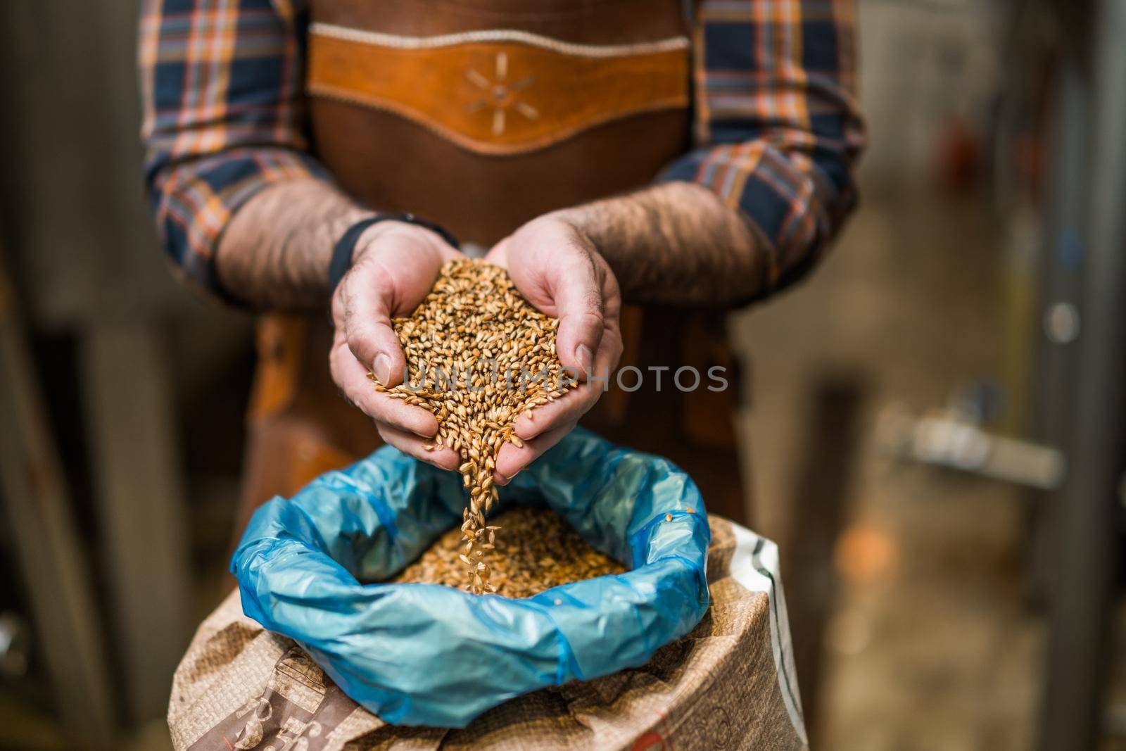 Master brewer examining the barley seeds before they enter production. Brewery technician with bag of barley in front.
