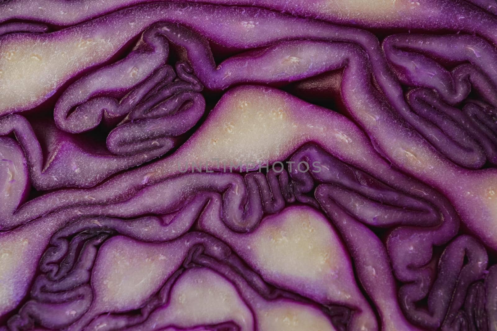 close-up macro detail of an isolated purple cabbage by joseantona