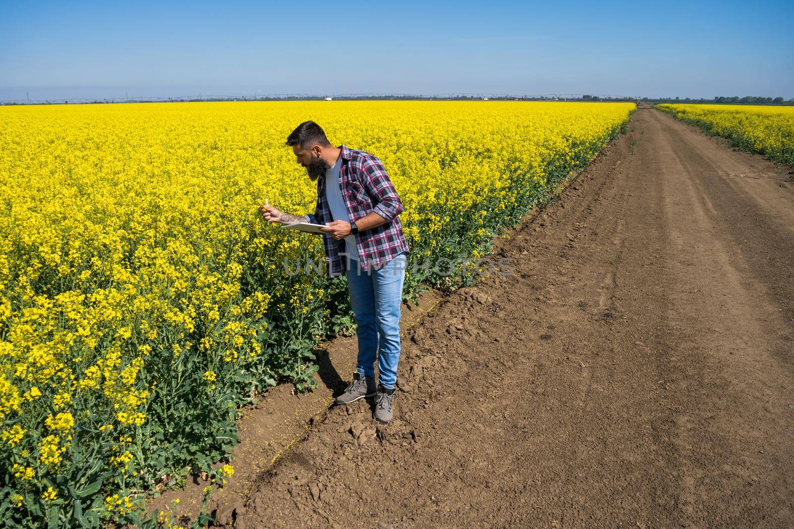 Farmer is standing by his blooming rapeseed field and examining the progress of crops.