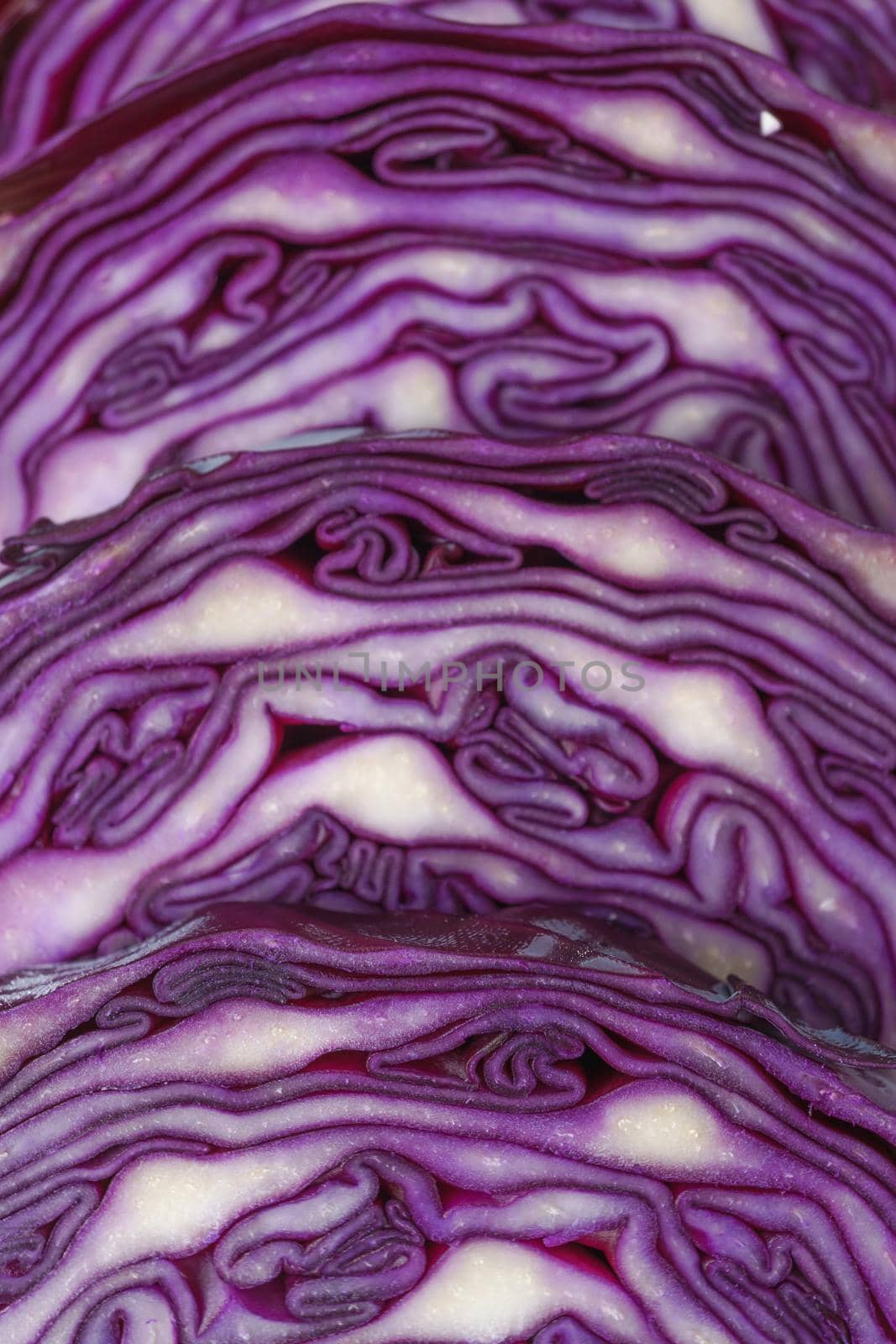 close-up macro detail of an isolated purple cabbage by joseantona