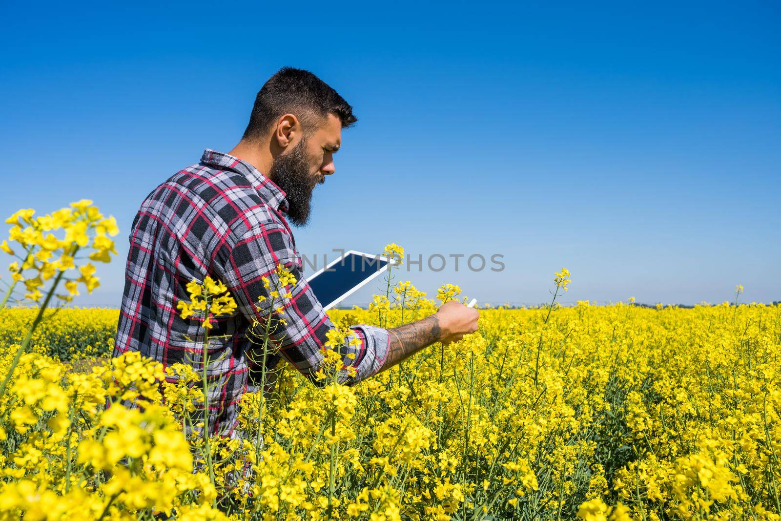 Agronomist is standing in his blooming rapeseed field and examining the progress of crops.