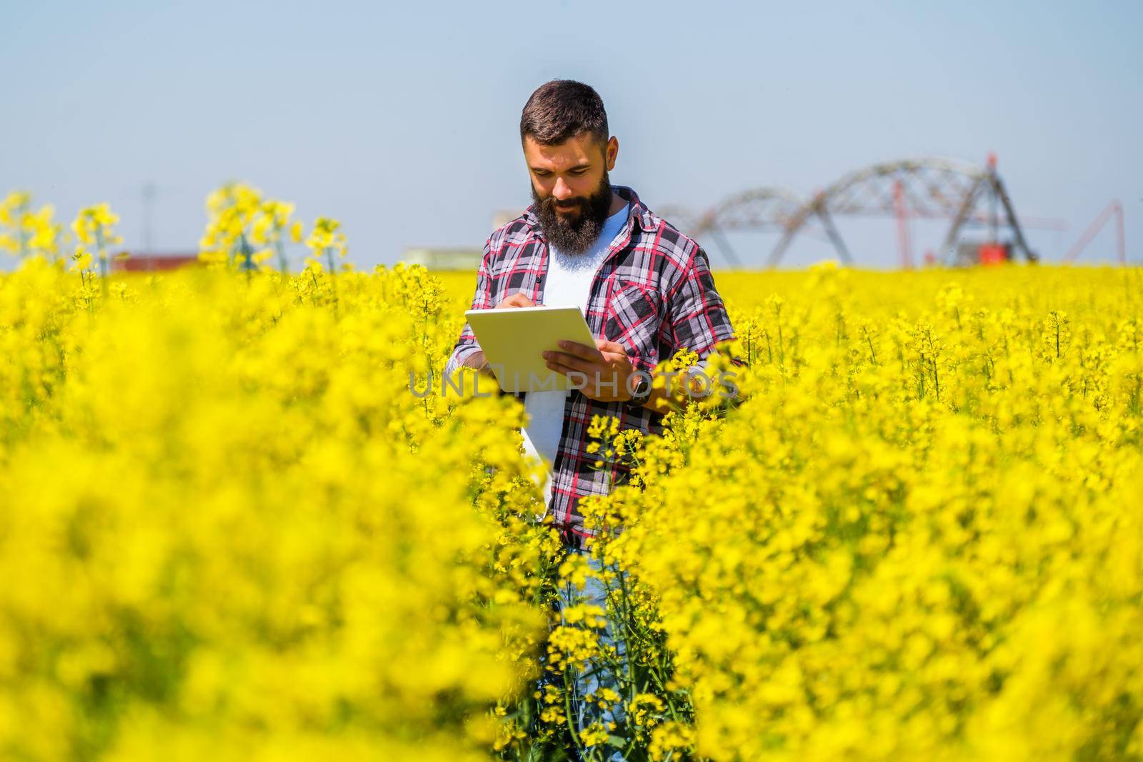 Agronomist is standing in his blooming rapeseed field and examining the progress of crops.