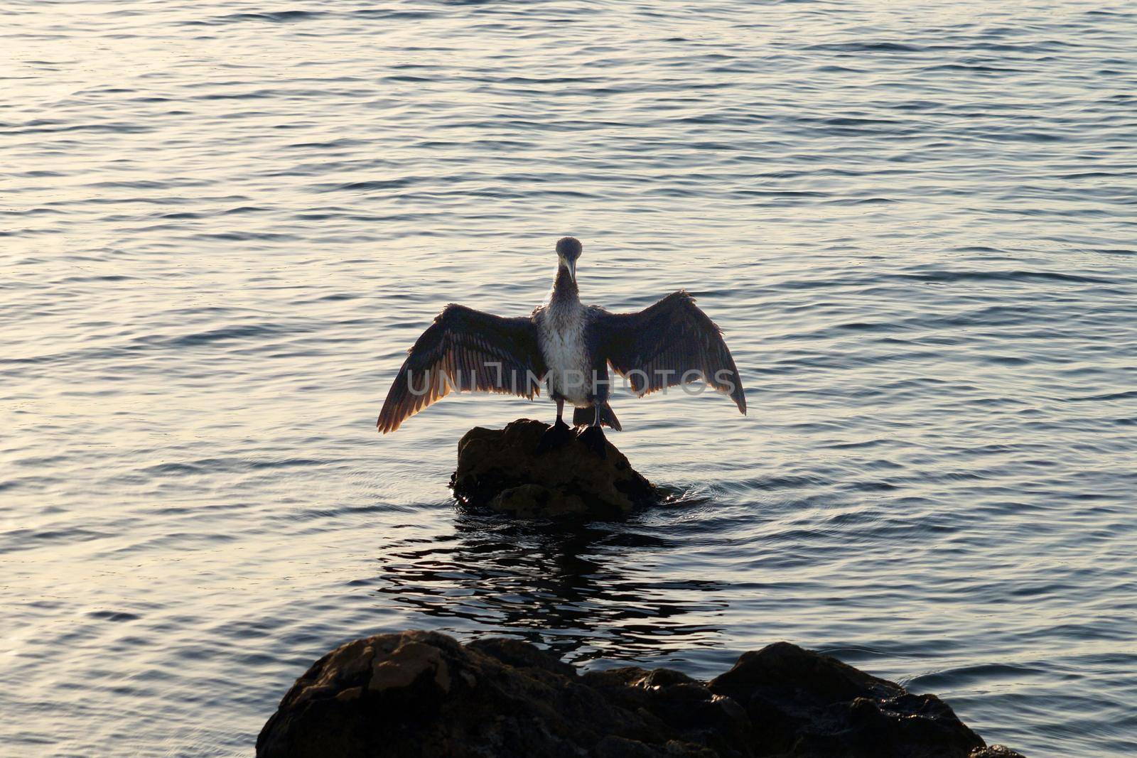 cormorant bird dries its wings on a stone in the sea by Annado