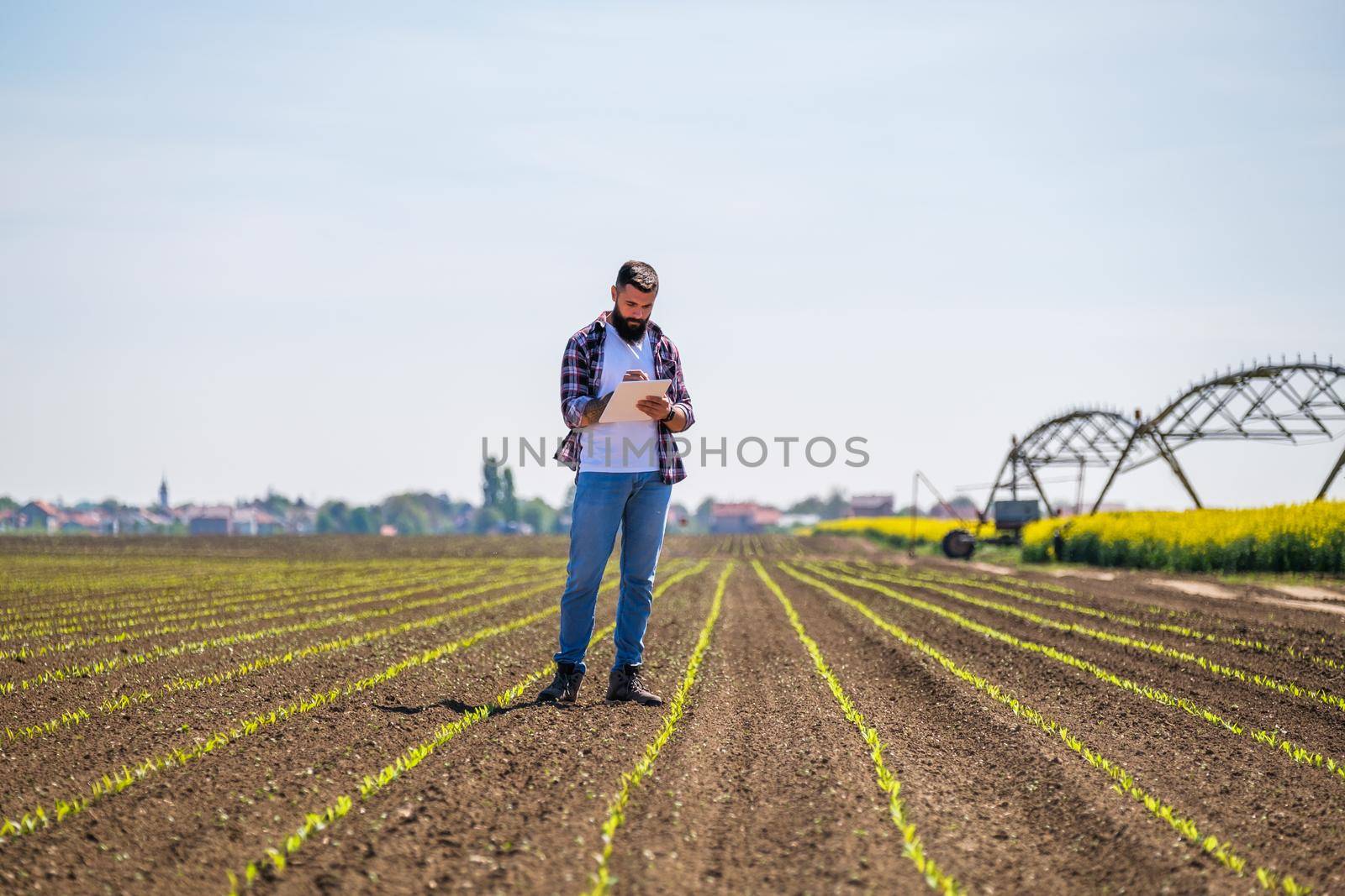 Farmer is standing in his sown corn field and examining the progress of crops.
