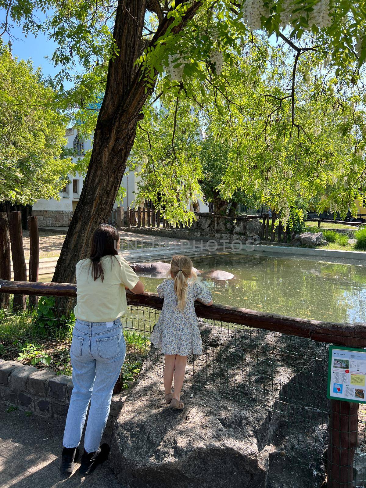 Mom and daughter look at hippos in the pond in the park. High quality photo