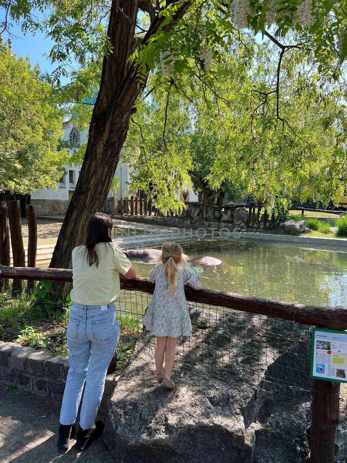 Mom and daughter look at hippos in the pond in the park by Nadtochiy