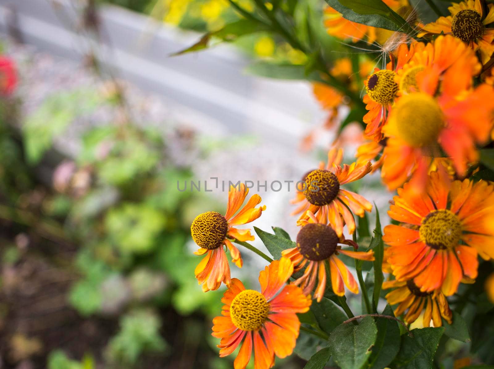 yellow daisy in garden at sunday. bush rudbeckia or black eyed Susan on flowerbed. High quality photo