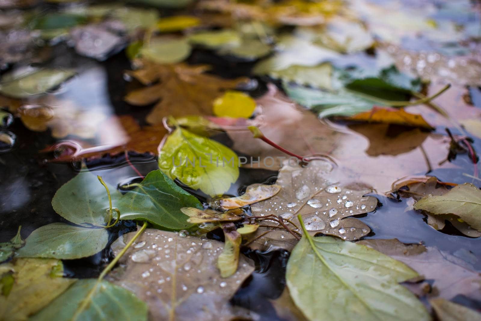 Water drop on Fall Tree Leaves down in the ground. Rainy autumn day. High quality photo