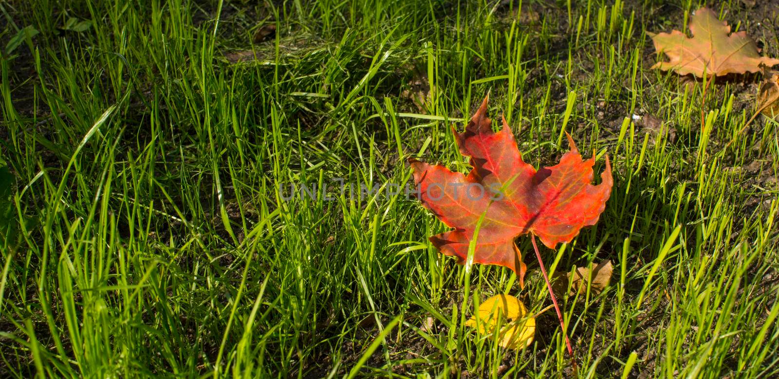 Autumn foliage. Autumn leaves fallen on the ground. Fall leaf. by kajasja