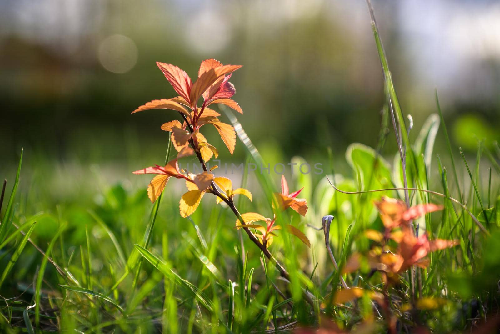 Wild flowers on a light red and green mixed background.