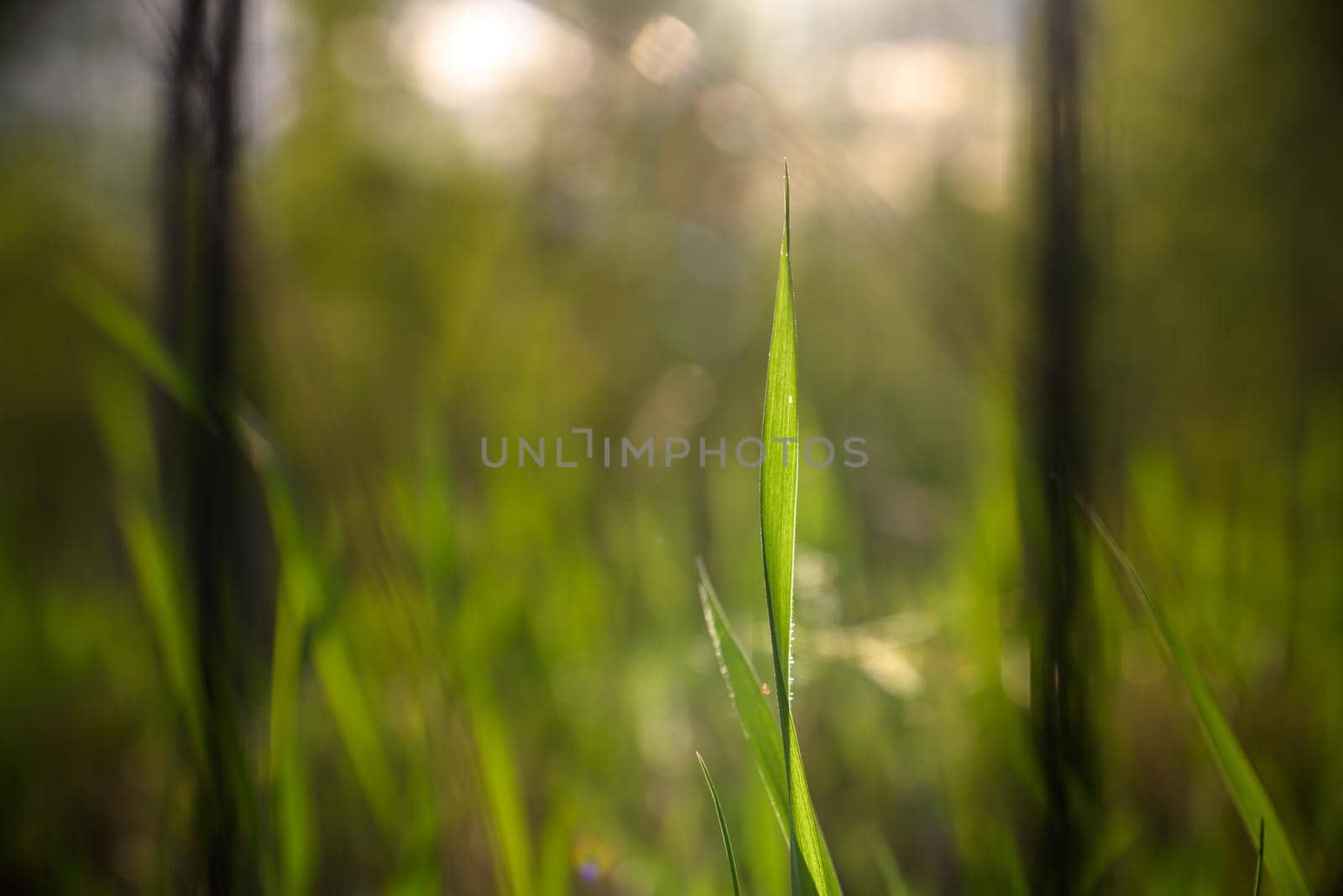 Wild flowers on a light red and green mixed background by Kobysh