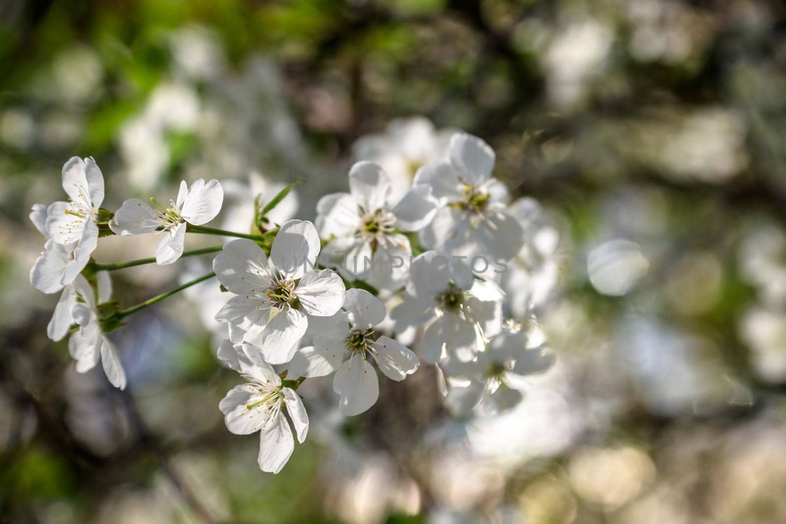 Fruit tree blooming. Chery tree blossom. Spring.