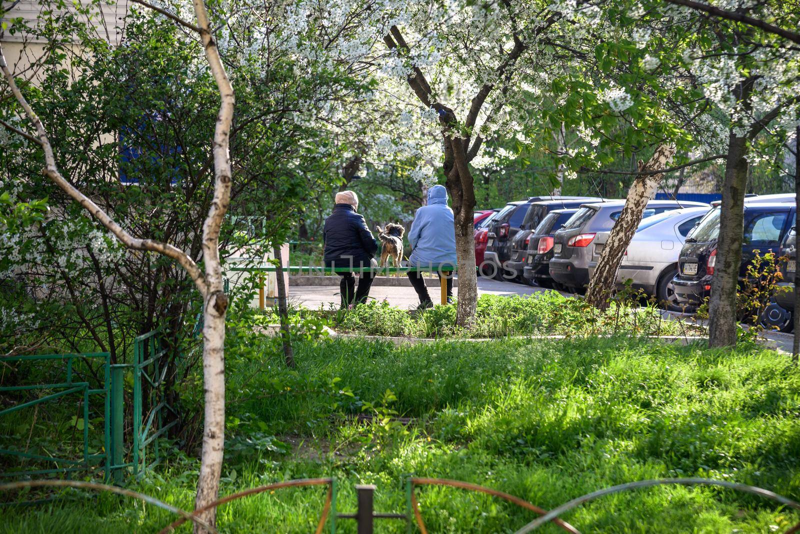 Two old ladies drinking hot tea from travel mugs, sitting on bench in sunny park with a dog. View from back.