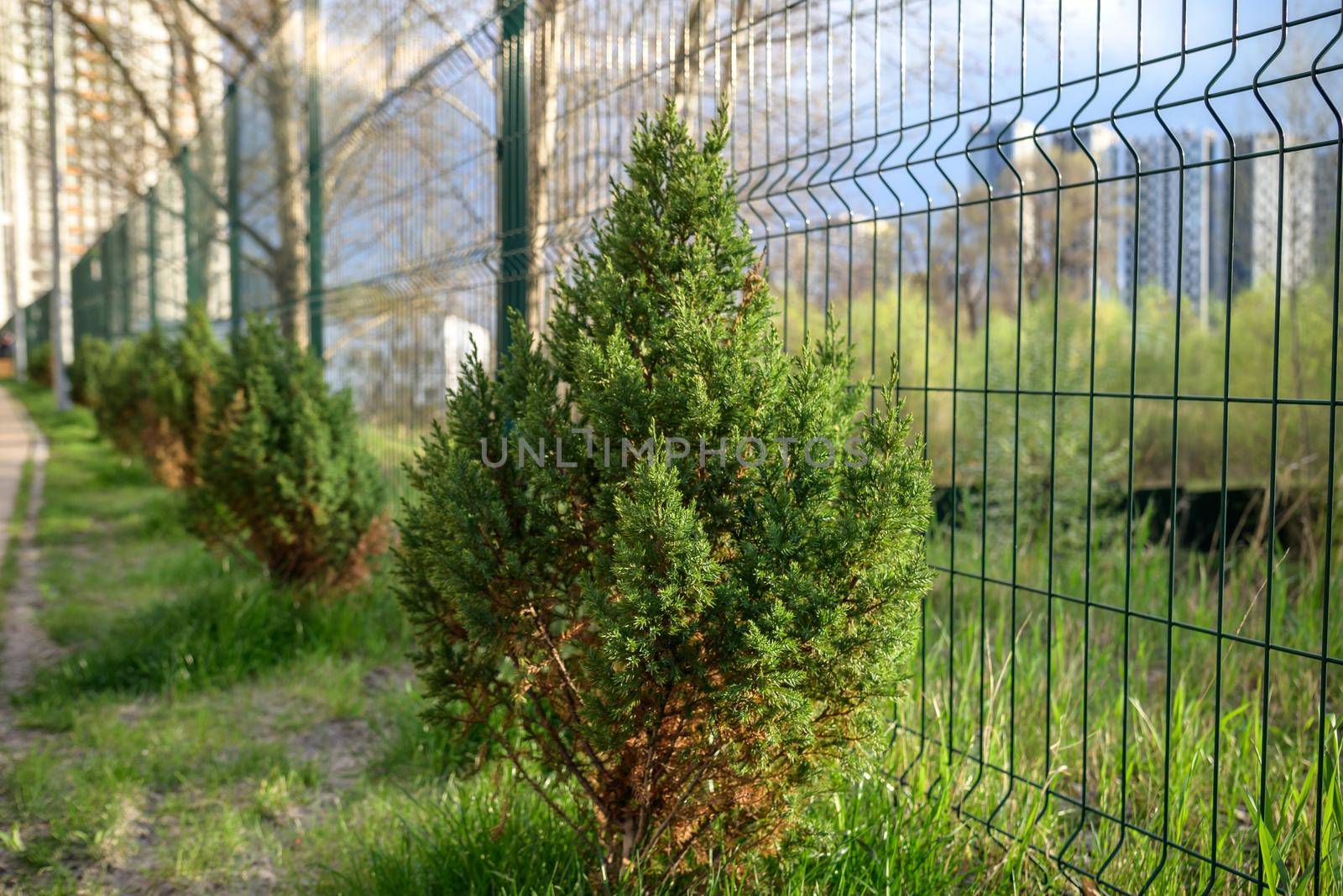 Skyrocket Junipers hedges as house green fence from street side.
