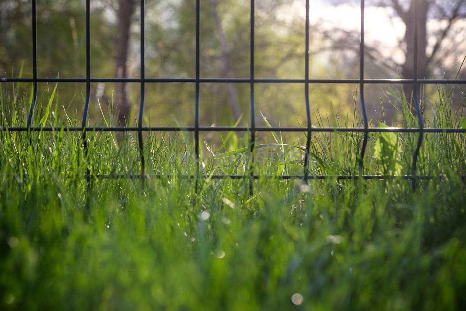 Green steel wire fence with rods. Protecting private property. Selective focus by Kobysh