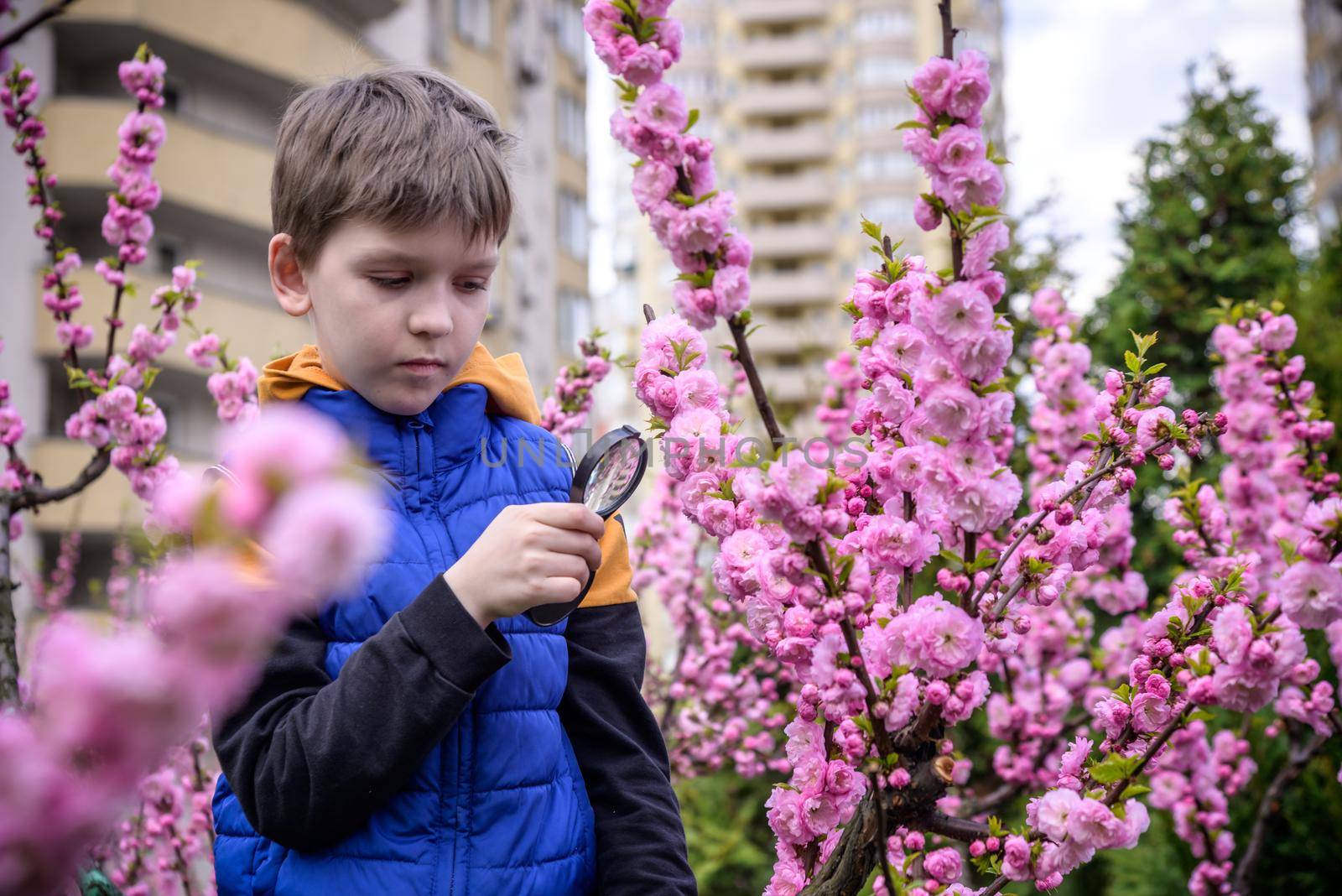 Little boy looking at flower through magnifier. Charming schoolboy exploring nature. Kid discovering spring cherry blossoms with magnifying glass. Young biologist, curious child outdoor activity.