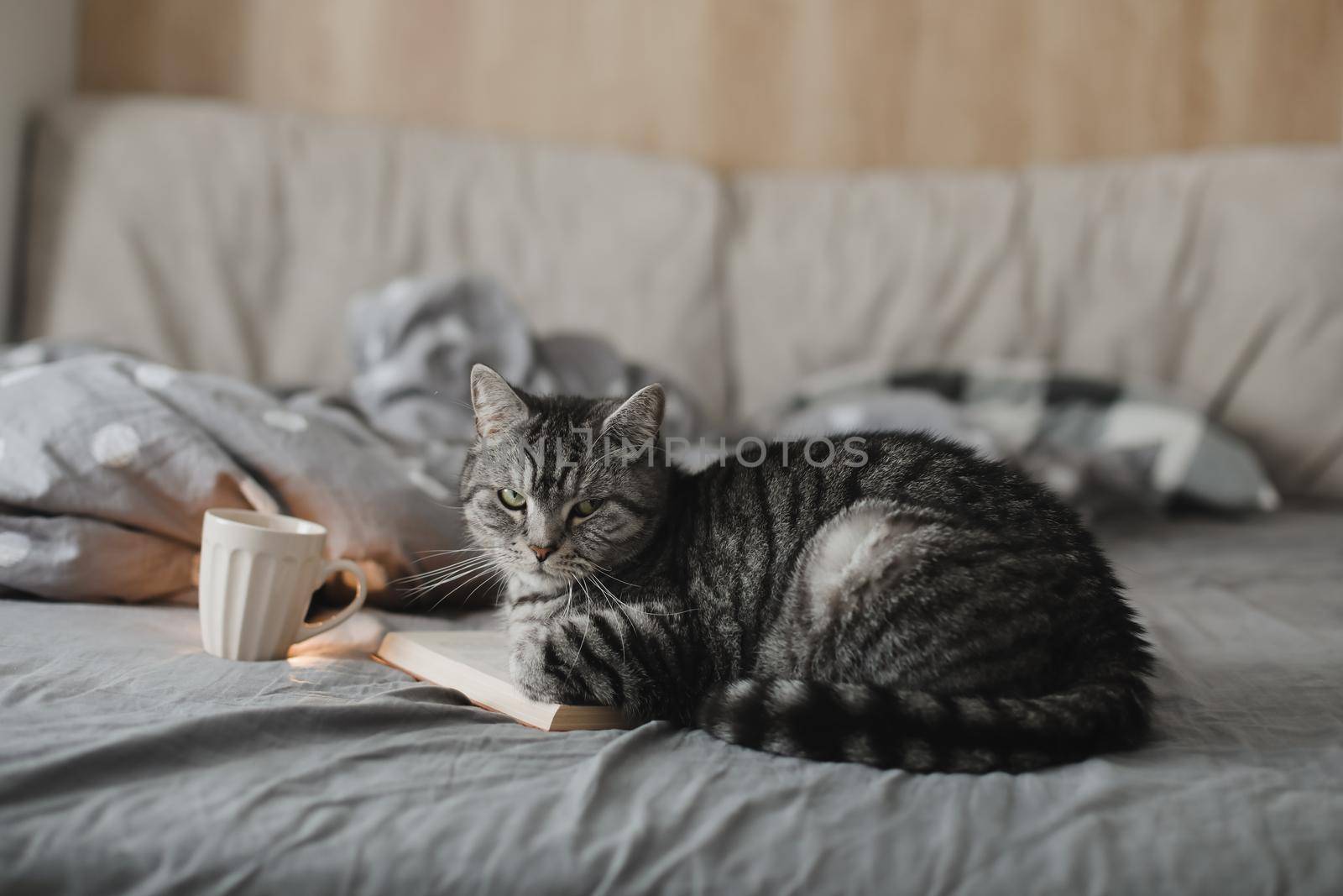 funny scottish straight cat lying in a bed with a book, cozy home atmosphere