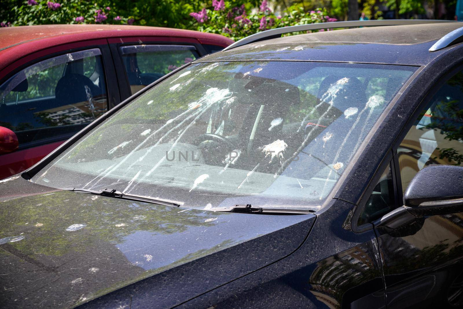 hood of car with lot of bird droppings, bad parking concept.