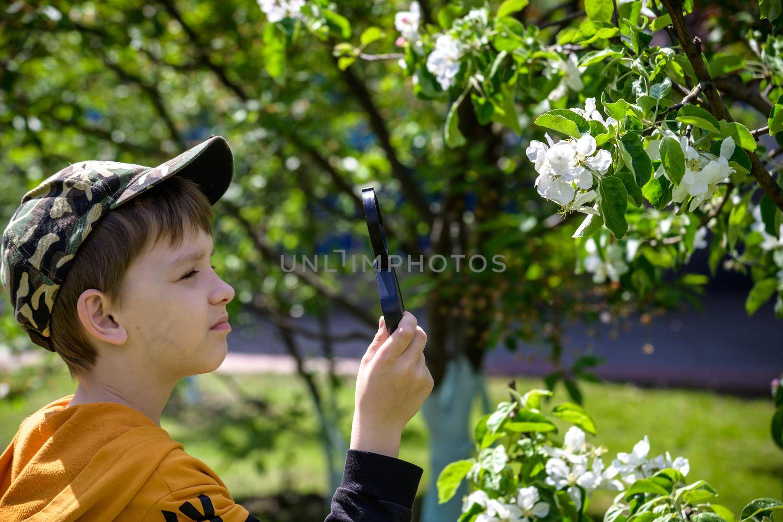 Little boy looking at flower through magnifier. Charming schoolboy exploring nature. Kid discovering spring cherry blossoms with magnifying glass. Young biologist, curious child outdoor activity by Kobysh