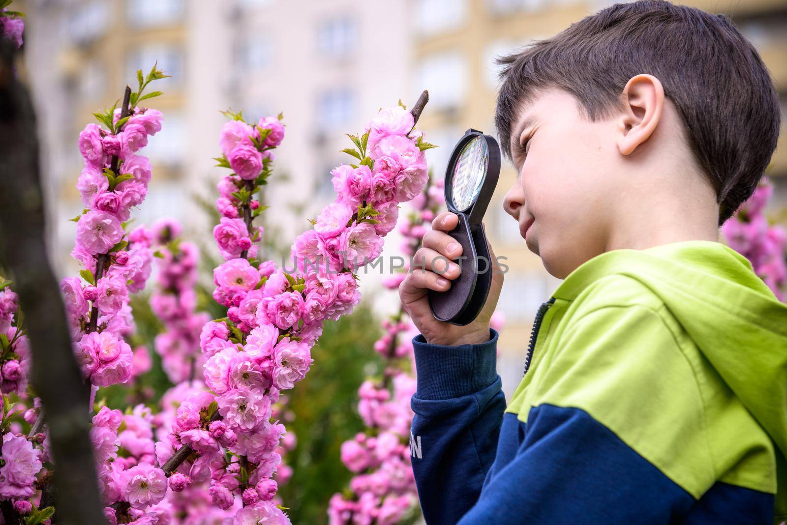 Little boy looking at flower through magnifier. Charming schoolboy exploring nature. Kid discovering spring cherry blossoms with magnifying glass. Young biologist, curious child outdoor activity by Kobysh
