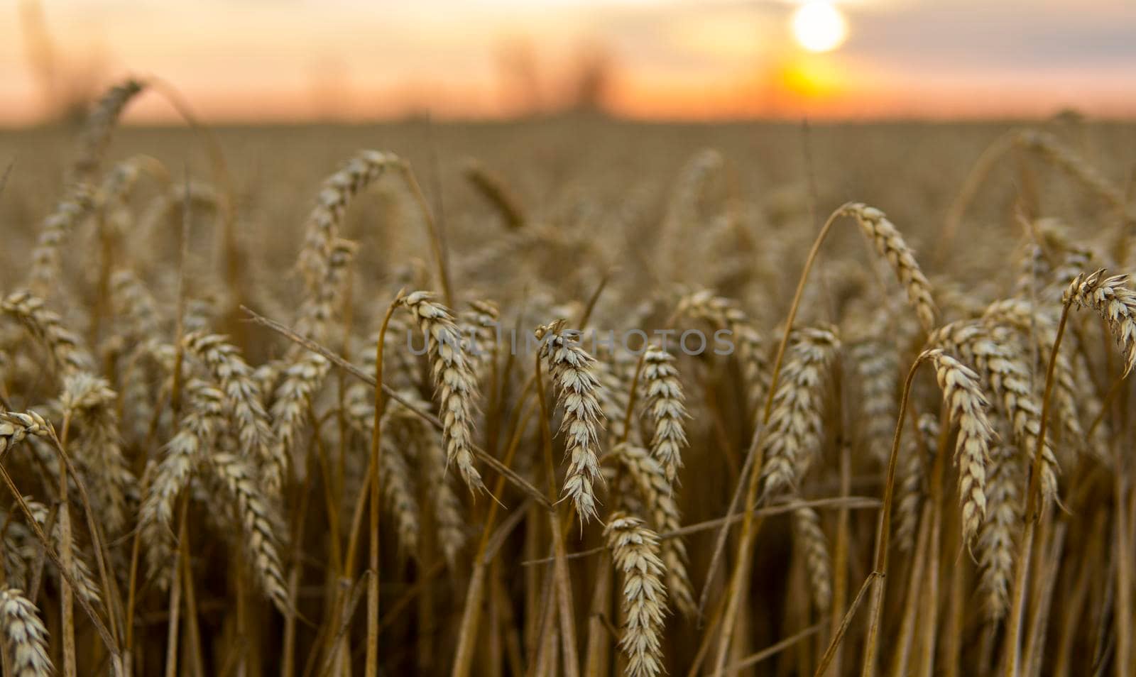 The concept of a rich harvest. Wheat field with ears of golden wheat