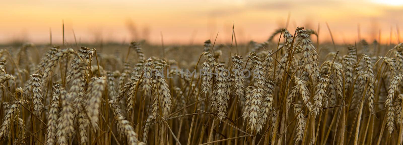 Golden wheat field under a setting sun.Organic golden ripe ears of wheat on agricultural field