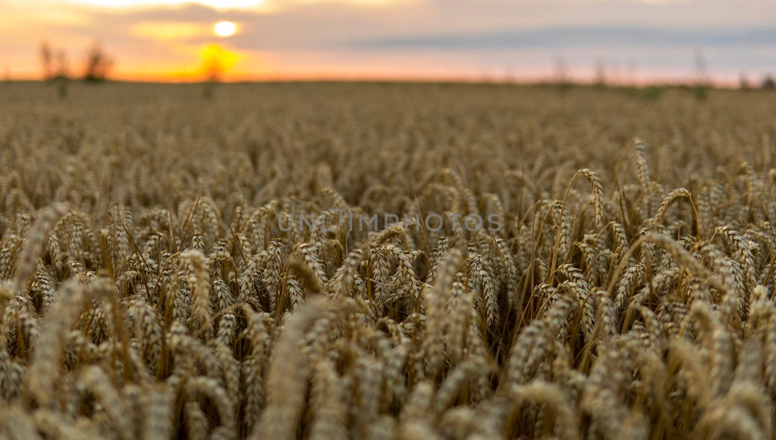 Close up of ripe wheat ears. Ripening ears of golden field. Agriculture scene of sun setting over the yellow meadow. by vovsht