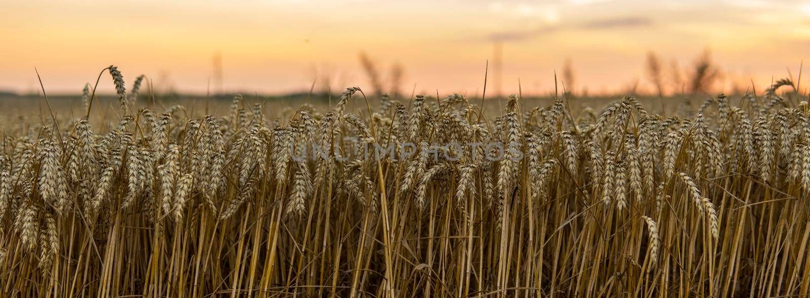 Golden wheat field in Ukraine. Ears of ripe yellow wheat against a bright sunset sky